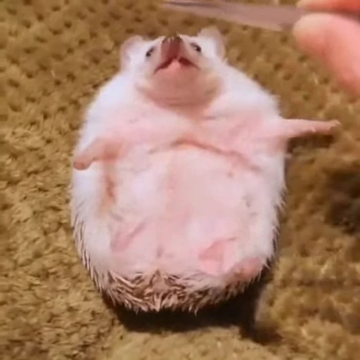 🦔 Стикер «Ежики» для Telegram