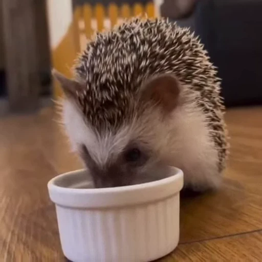 🦔 Стикер «Ежики» для Telegram