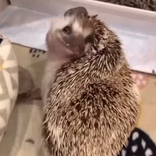 🦔 Стикер «Ежики» для Telegram