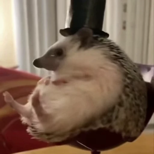 🦔 Стикер «Ежики» для Telegram