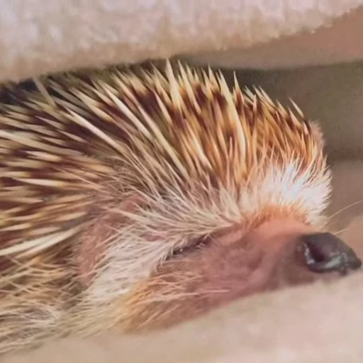🦔 Стикер «Ежики» для Telegram