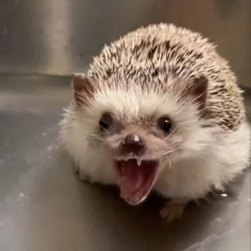 🦔 Стикер «Ежики» для Telegram