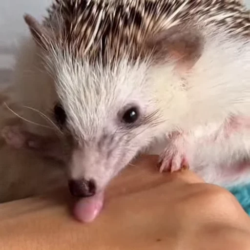 🦔 Стикер «Ежики» для Telegram