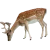 Стикер 7 Forest