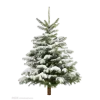 Стикер 8 Forest