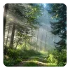 Стикер 35 Forest
