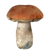 Стикер 2 Forest