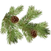 Стикер 13 Forest