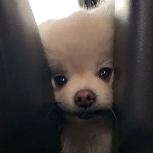 🤩 Стикер «Песели» для Telegram