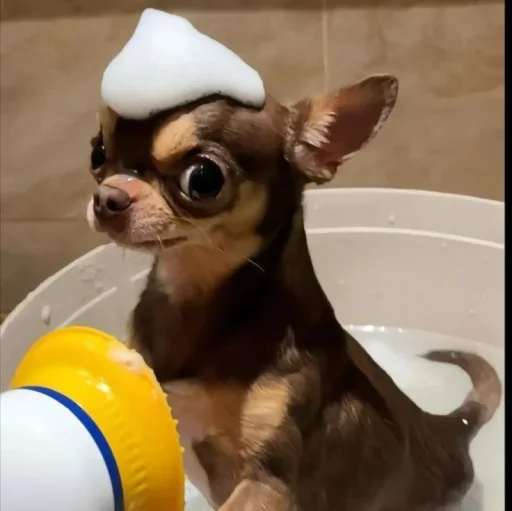 🤩 Стикер «Песели» для Telegram