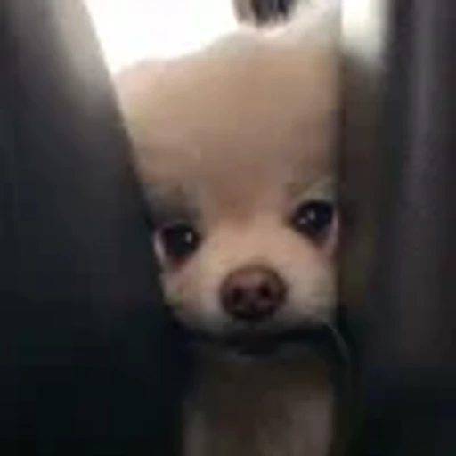 🤩 Эмодзи «Песели» для Telegram