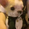 🤩 Эмодзи «Песели» для Telegram