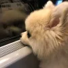 🤩 Эмодзи «Песели» для Telegram