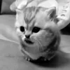 Стикер 13 Миленькое