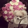 Стикер 48 Набор эмоджи с гламурной розовой эстетикой и вайбом
