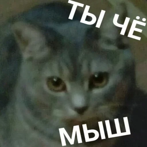 😕 Стикер «Moy pack» для Telegram