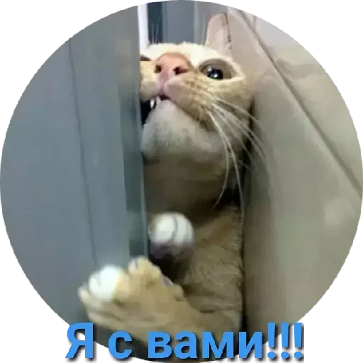 😄 Стикер «Moy pack» для Telegram