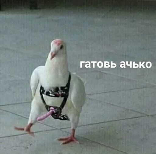 😤 Стикер «Moy pack» для Telegram