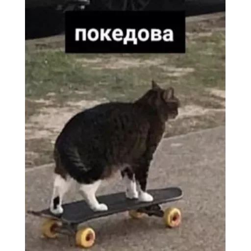 🙌 Стикер «Moy pack» для Telegram