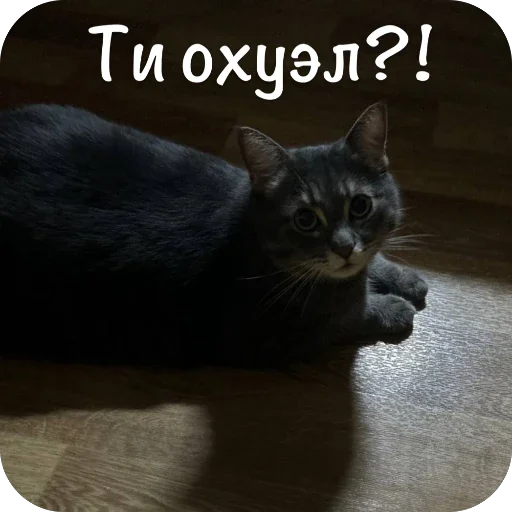 🫥 Стикер «RovaStickc» для Telegram