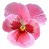 🌟 Эмодзи «. ᘡ 、画 ₊₊» для Telegram