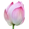 🌟 Эмодзи «. ᘡ 、画 ₊₊» для Telegram