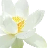 🌟 Эмодзи «. ᘡ 、画 ₊₊» для Telegram