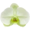 🌟 Эмодзи «. ᘡ 、画 ₊₊» для Telegram