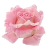 🌟 Эмодзи «. ᘡ 、画 ₊₊» для Telegram