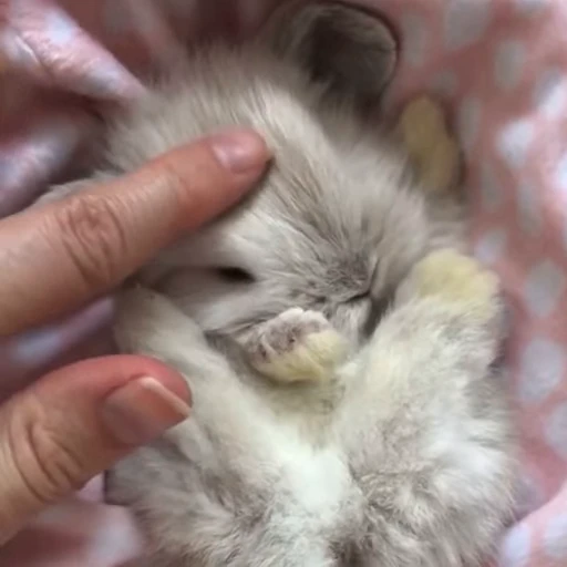 🥛 Стикер «кролик» для Telegram