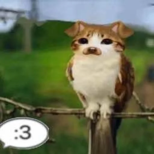 🦉 Стикер «Meowl» для Telegram