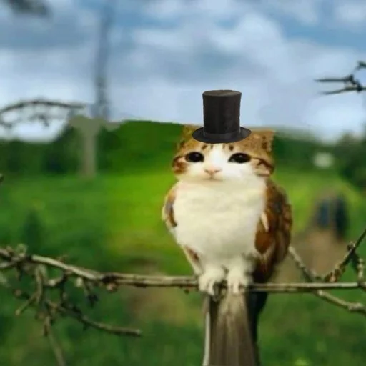 🦉 Стикер «Meowl» для Telegram