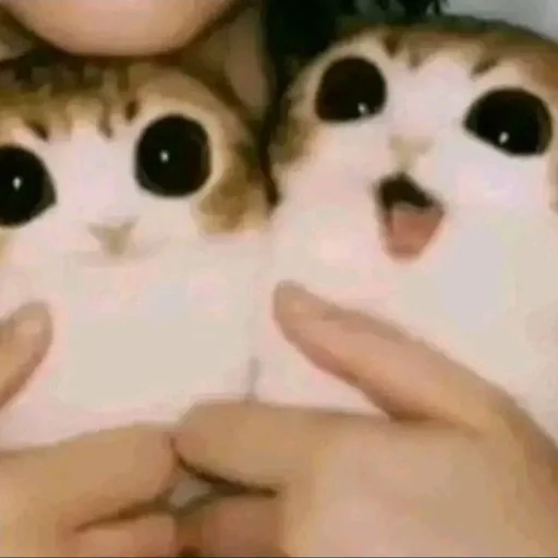 🦉 Стикер «Meowl» для Telegram