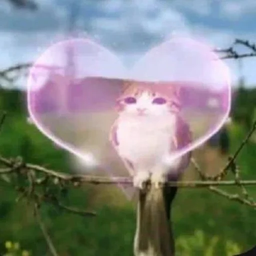 🦉 Стикер «Meowl» для Telegram