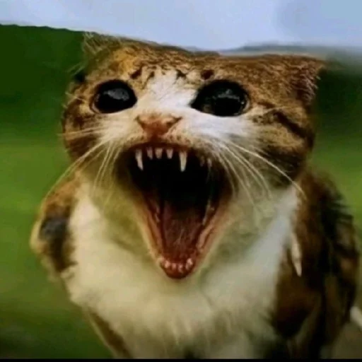 🦉 Стикер «Meowl» для Telegram