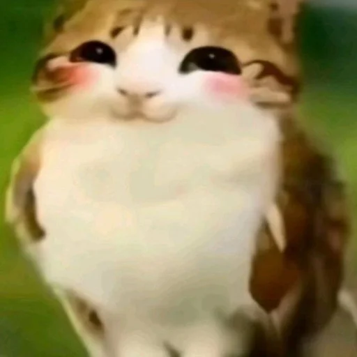 🦉 Стикер «Meowl» для Telegram