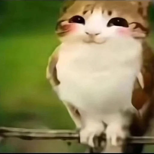 🦉 Стикер «Meowl» для Telegram