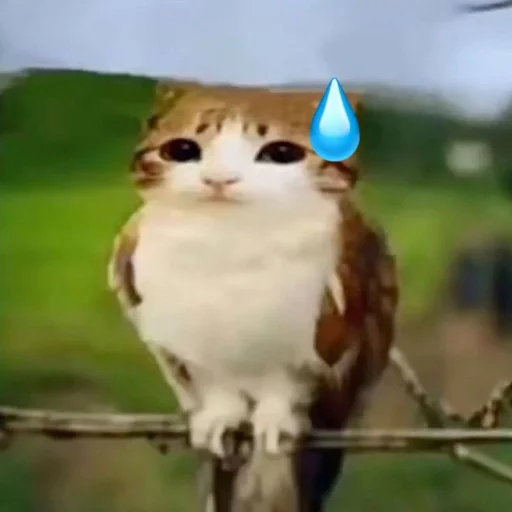 🦉 Стикер «Meowl» для Telegram