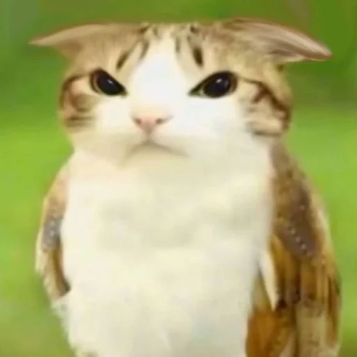 🦉 Стикер «Meowl» для Telegram