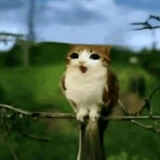 🦉 Стикер «Meowl» для Telegram