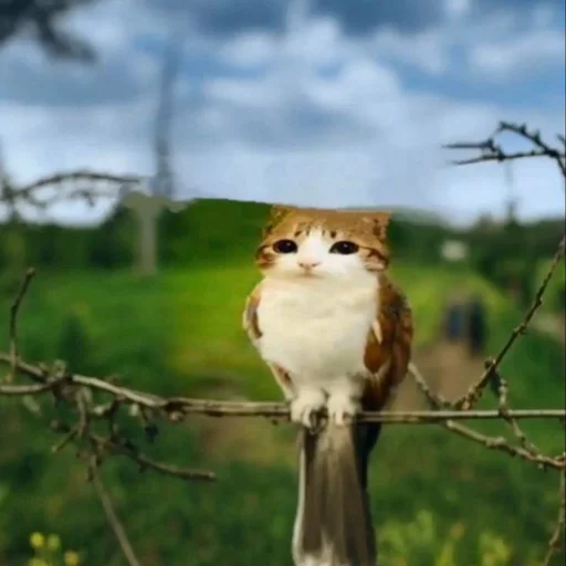 🦉 Стикер «Meowl» для Telegram