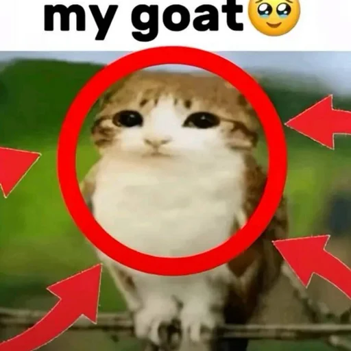 🦉 Стикер «Meowl» для Telegram
