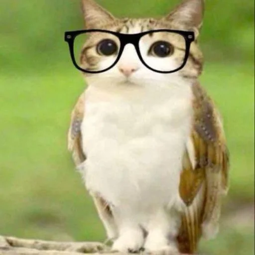 🦉 Стикер «Meowl» для Telegram