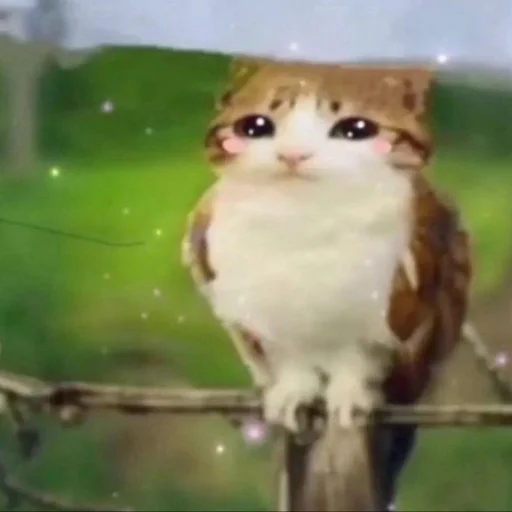 🦉 Стикер «Meowl» для Telegram