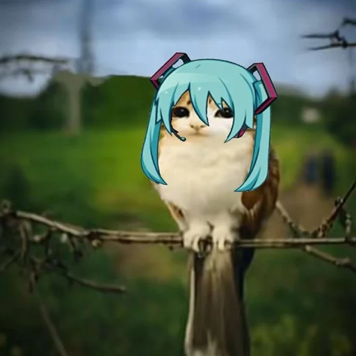 🦉 Стикер «Meowl» для Telegram
