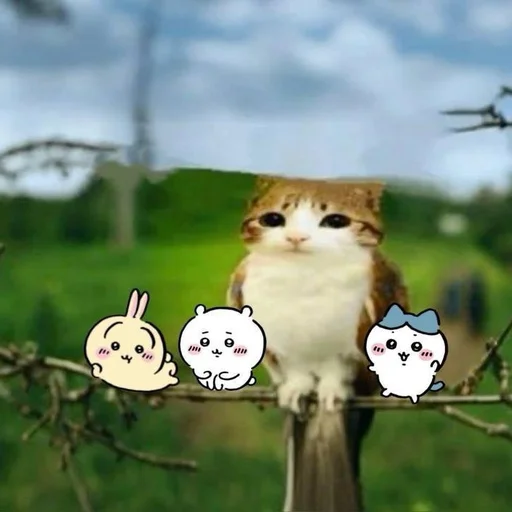 🦉 Стикер «Meowl» для Telegram
