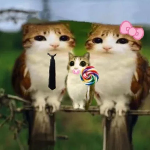🦉 Стикер «Meowl» для Telegram