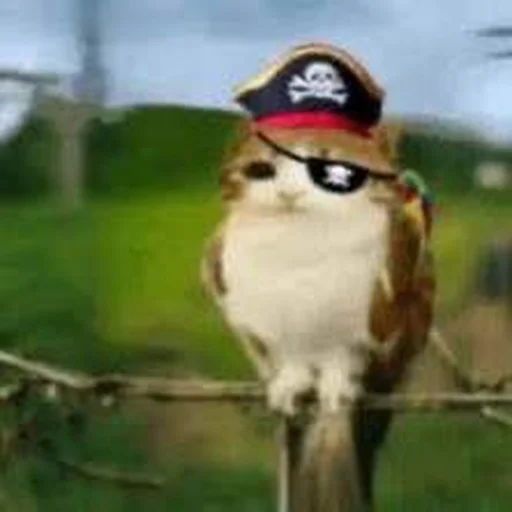 🦉 Стикер «Meowl» для Telegram