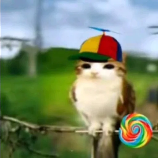 🦉 Стикер «Meowl» для Telegram