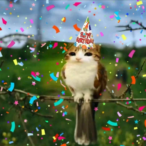 🦉 Стикер «Meowl» для Telegram